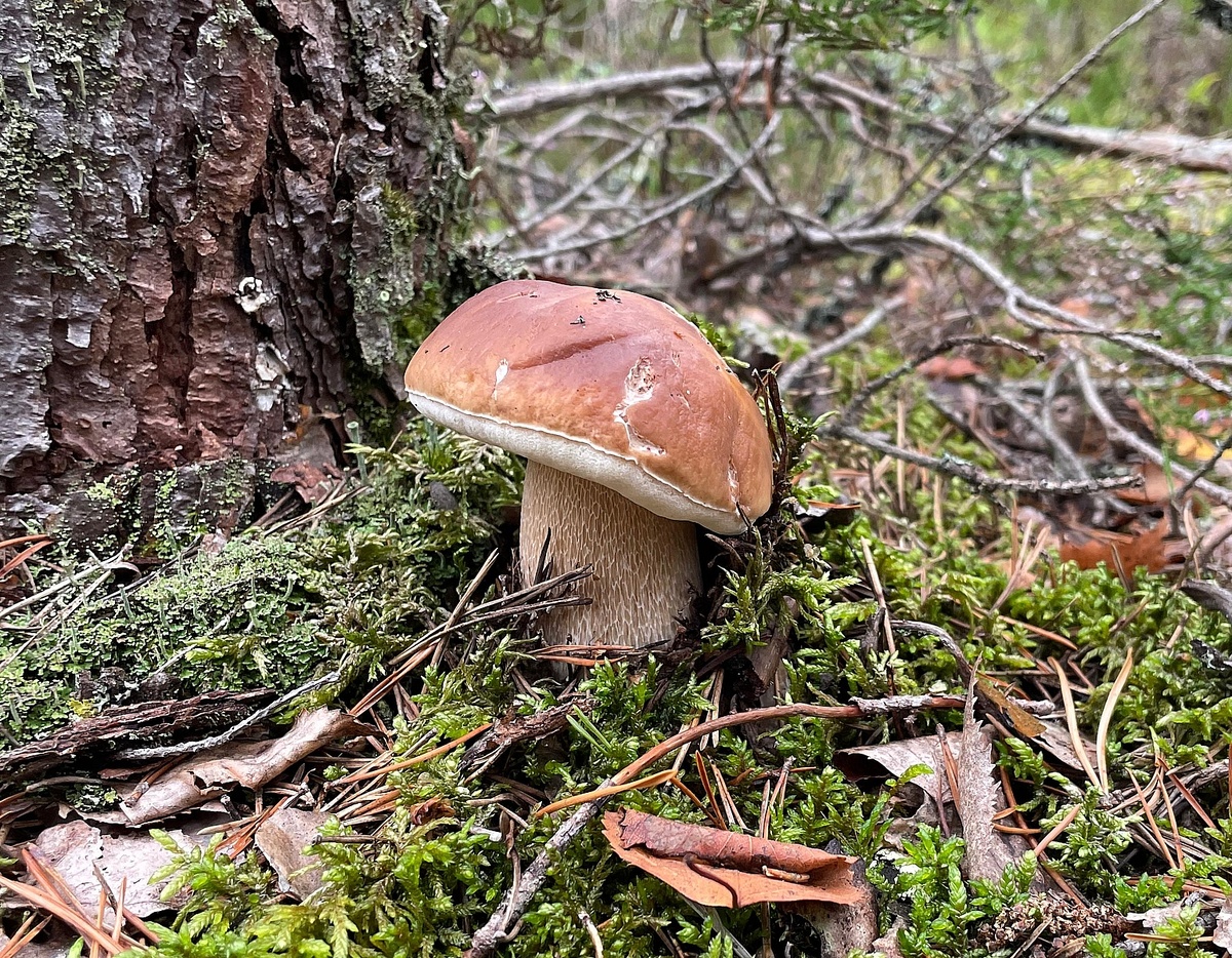 Белый гриб (Boletus edulis). Фото подписчика Евгения К.