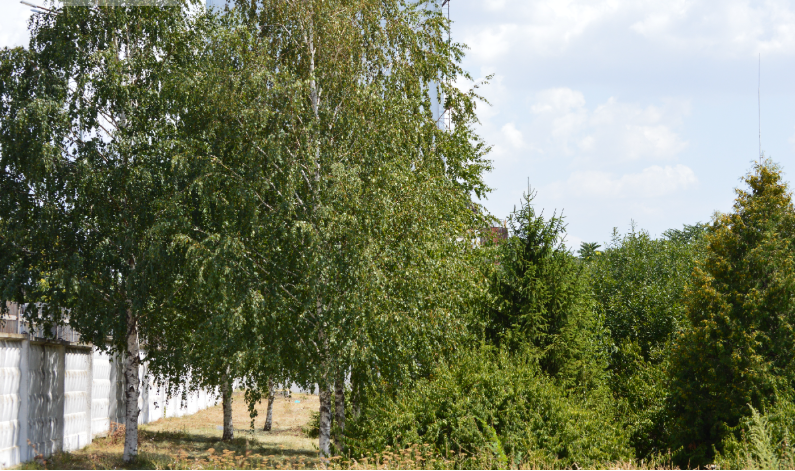 Фото автора. 27.07.2025. Обратно эти берёзки у заправки, но только в другое время. Жизнь не стоит на месте.