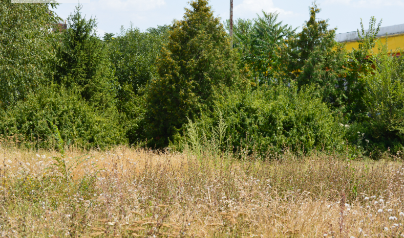 Фото автора. 27.07.2025. Фото рядом с берёзками, только как здесь всё запущено. Скосить бурьян, (сорная трава) видимо сил и средств недостаточно.