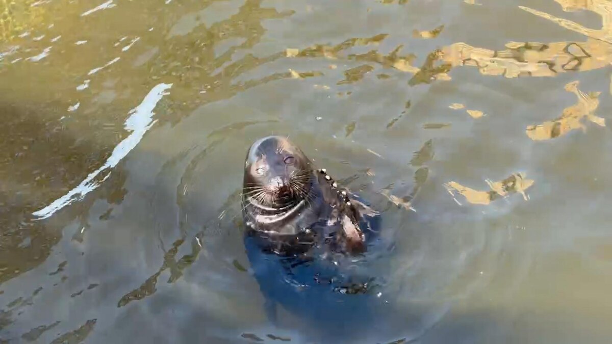    Фото: t.me/sealresque