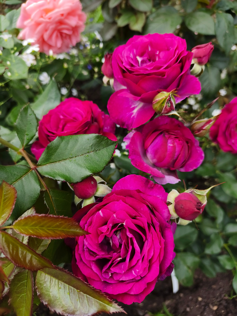 Блю Иден. Моя новая любовь ❤️