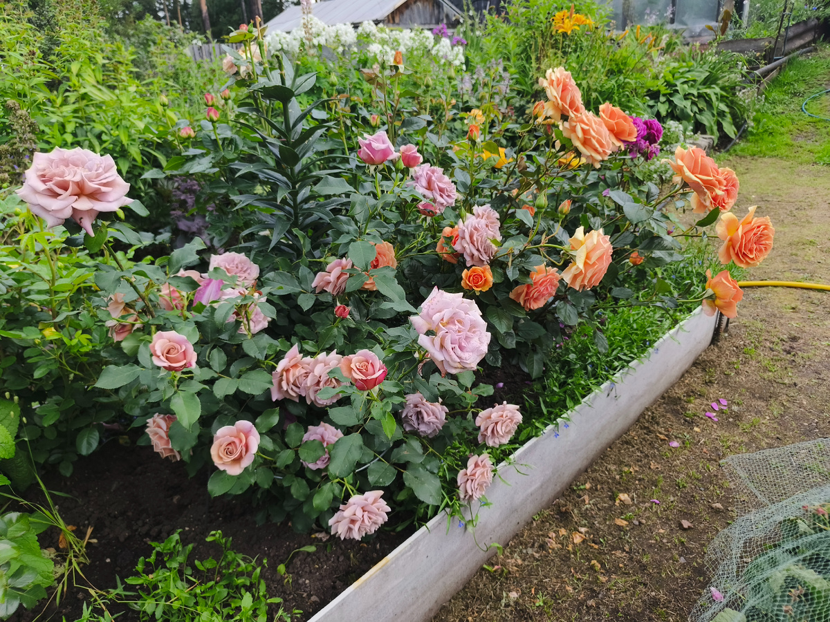 Ашрам и Коко локо