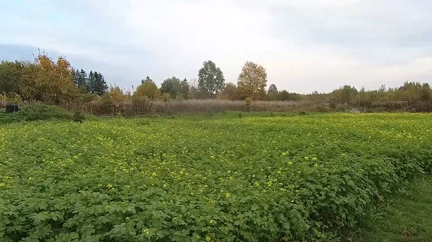 Сею белую горчицу 15 лет и допускал 5 глупых ошибок. Теперь сидерат работает на 300% лучше