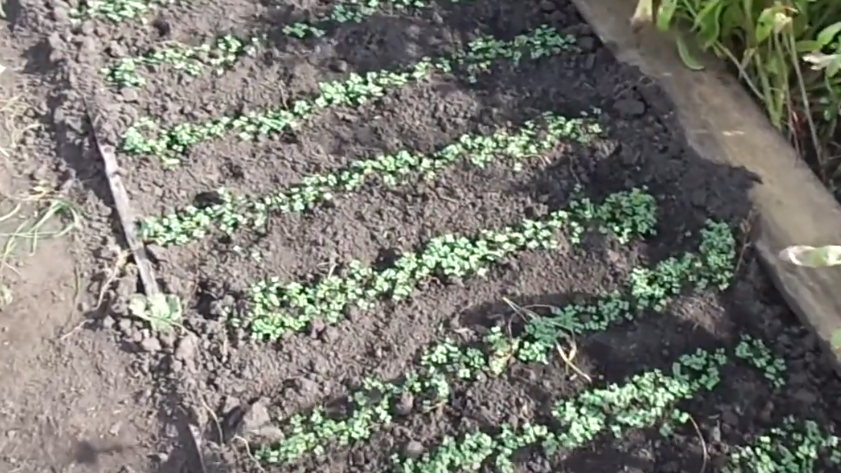 При температуре почвы 10-15 градусов всходы появляются через 4-5 дней после посева.