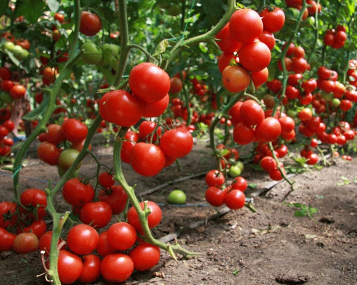 Много томатов