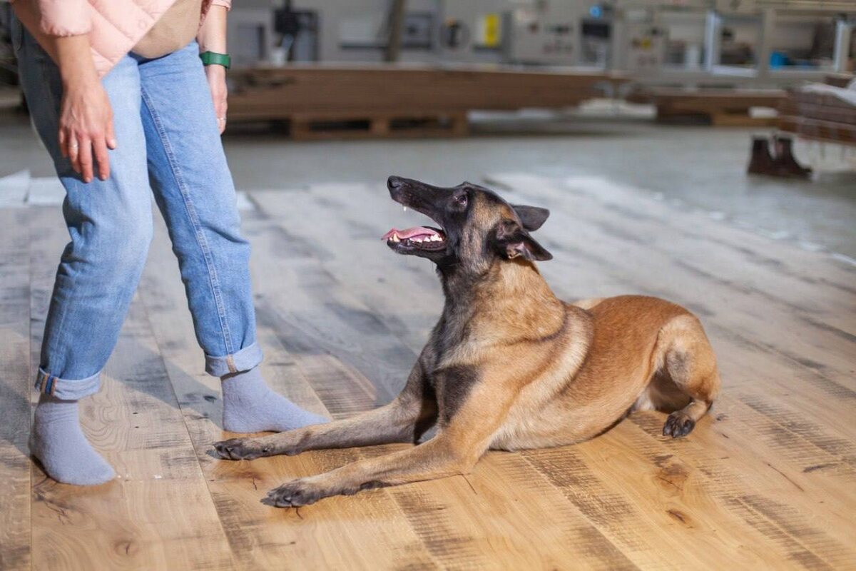 Бельгийская овчарка малинуа — преданный, независимый, энергичный питомец, который подойдет не каждому владельцу.