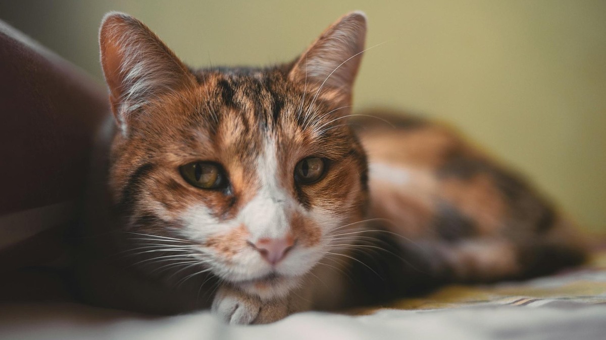    Кошки не должны дышать с открытым ртом — если вы видите такое поведение, это почти всегда тревожный знак.