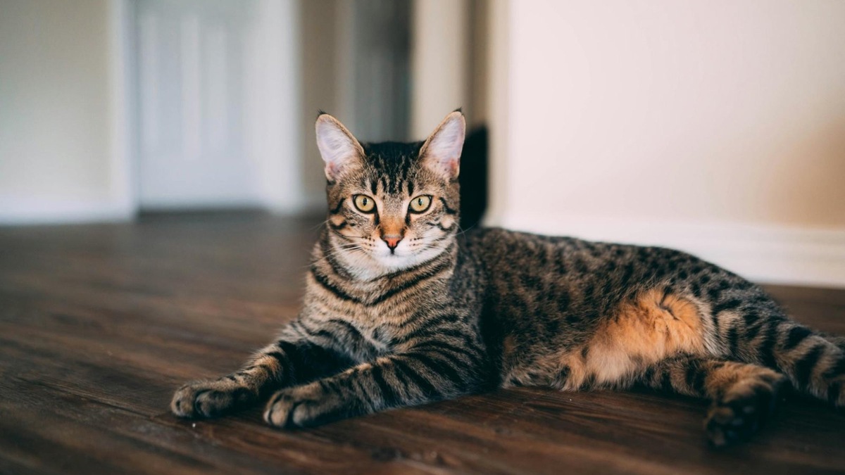    Жара и духота — частые причины тяжелого дыхания у кошек. Перегрев может привести к тепловому удару.