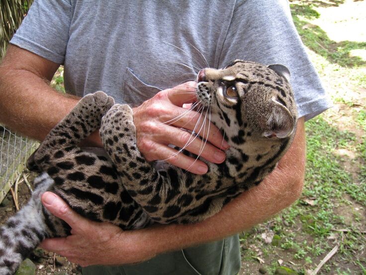 Домашний оцелот