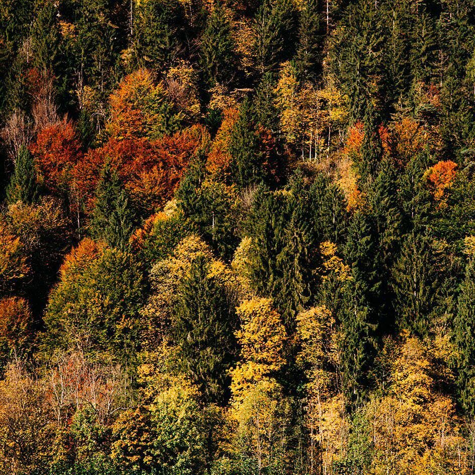Паркет полезен для здоровья и окружающей среды