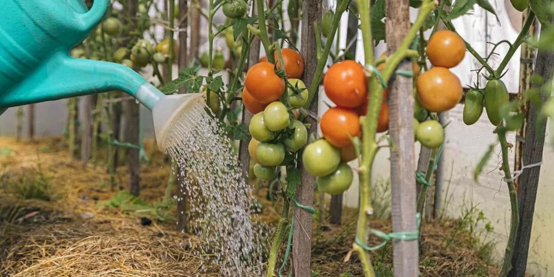 Полив помидоров в жару: ошибка, из-за которой можно останетесь без урожая