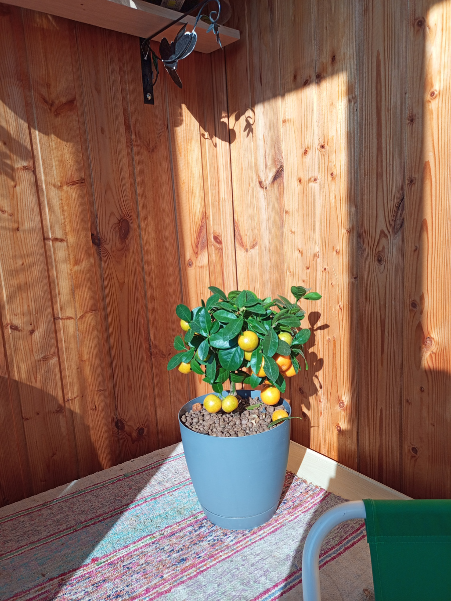 Подарок клиентки, ответственность у меня теперь за малыша