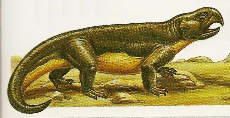 Самое первое изображение гиперодапедона, которое я увидел. 