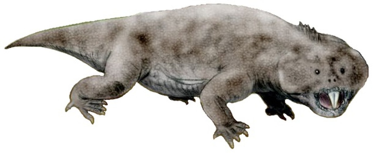 Гиперодапедон. Иллюстрация.