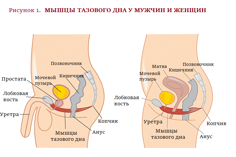 Лк-Мышцы