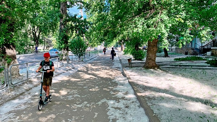 Тополиная метель. Фото: Ovchinnikova Irina/Shutterstock