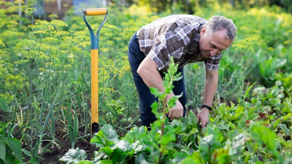    Фото: Caftor/Shutterstock/Fotodom