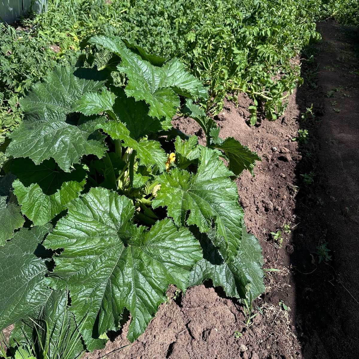    Лишние кабачки не раздаю, а закапываю обратно в грядки: вот для чего - соседи смеются, потом будут плакать