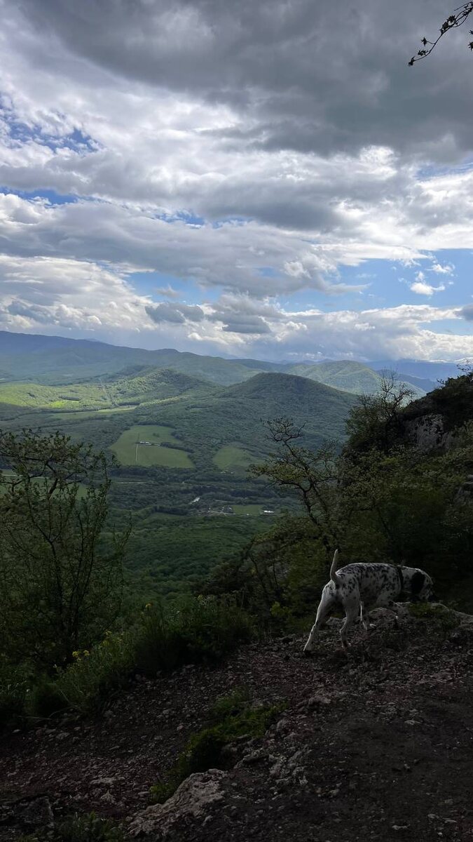 по пути нас сопровождали разные собачки и это было очень мило
