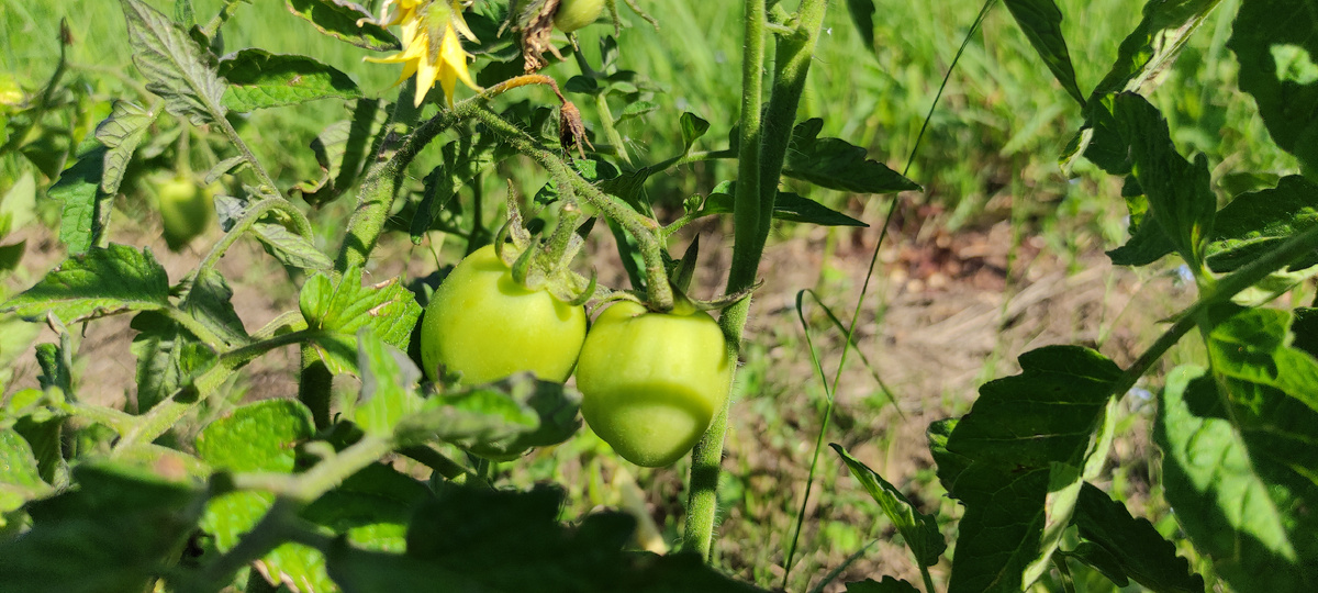 они обещали созреть