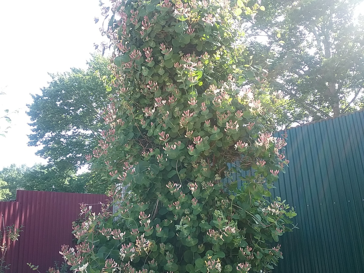 Каприфоль скрывает фонарный столб.