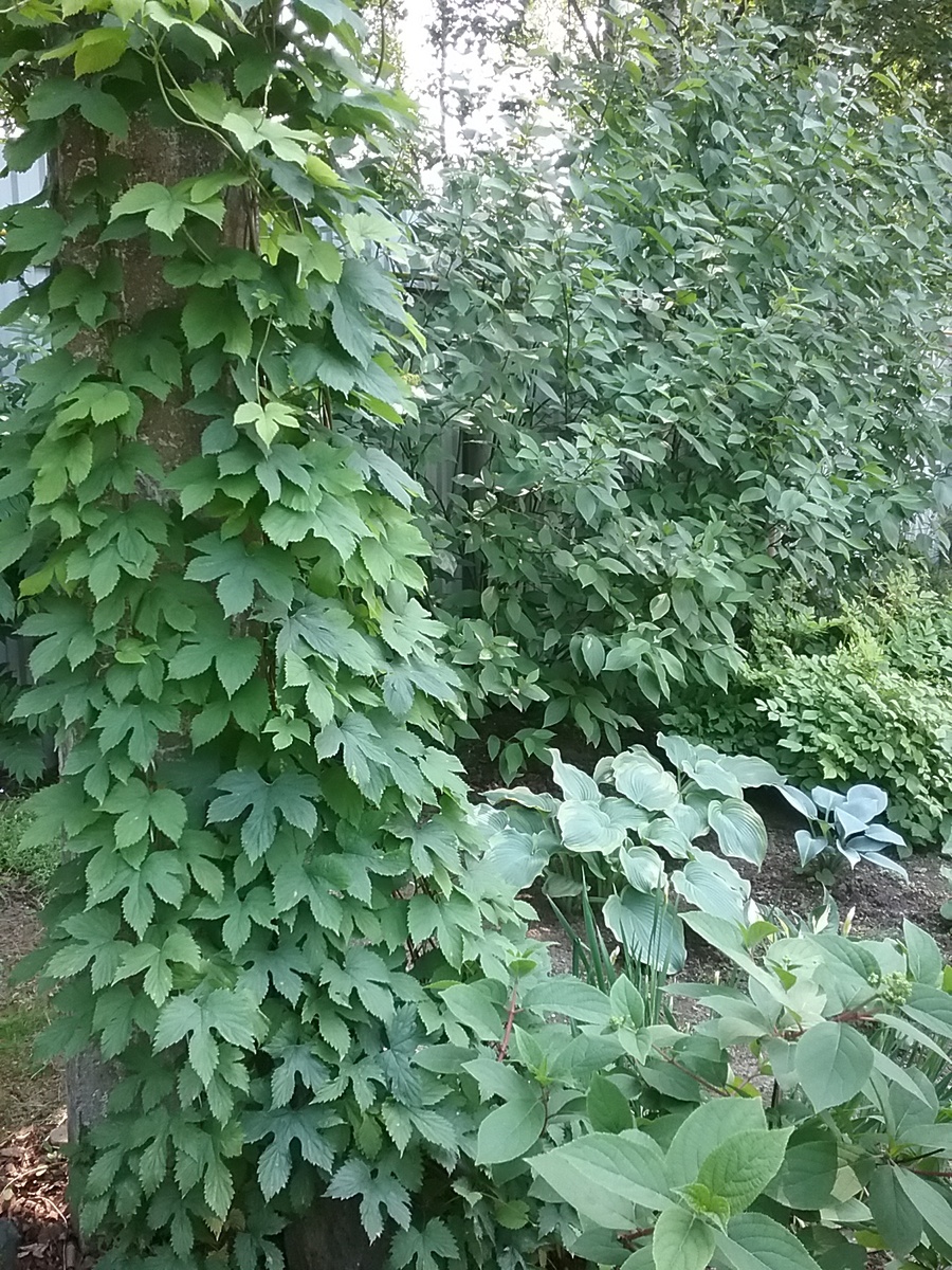 Хмель маскирует столб.