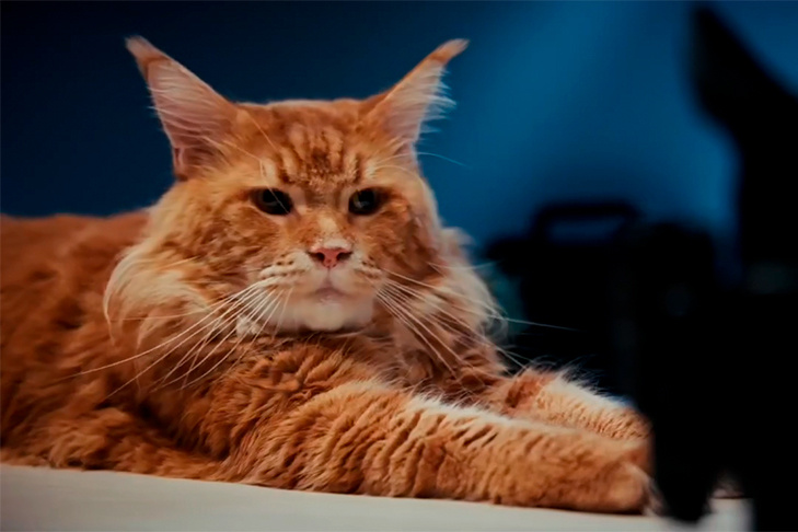    Алекс справился с задумкой режиссера на сто процентов.