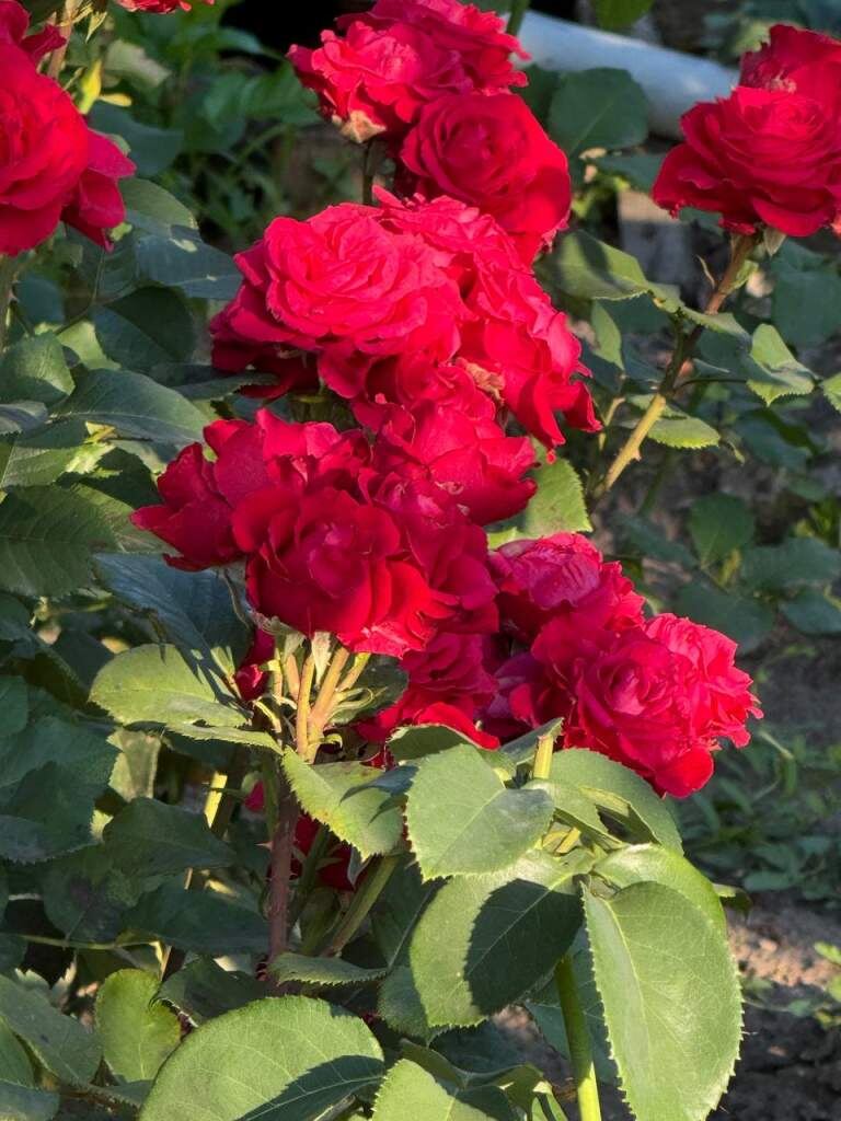    Фото Марии Проданец Валерия Стальная