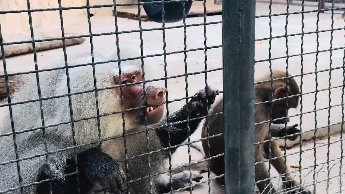 Гамадрилы Елисей и Люся в "Парке львов "Тайган"