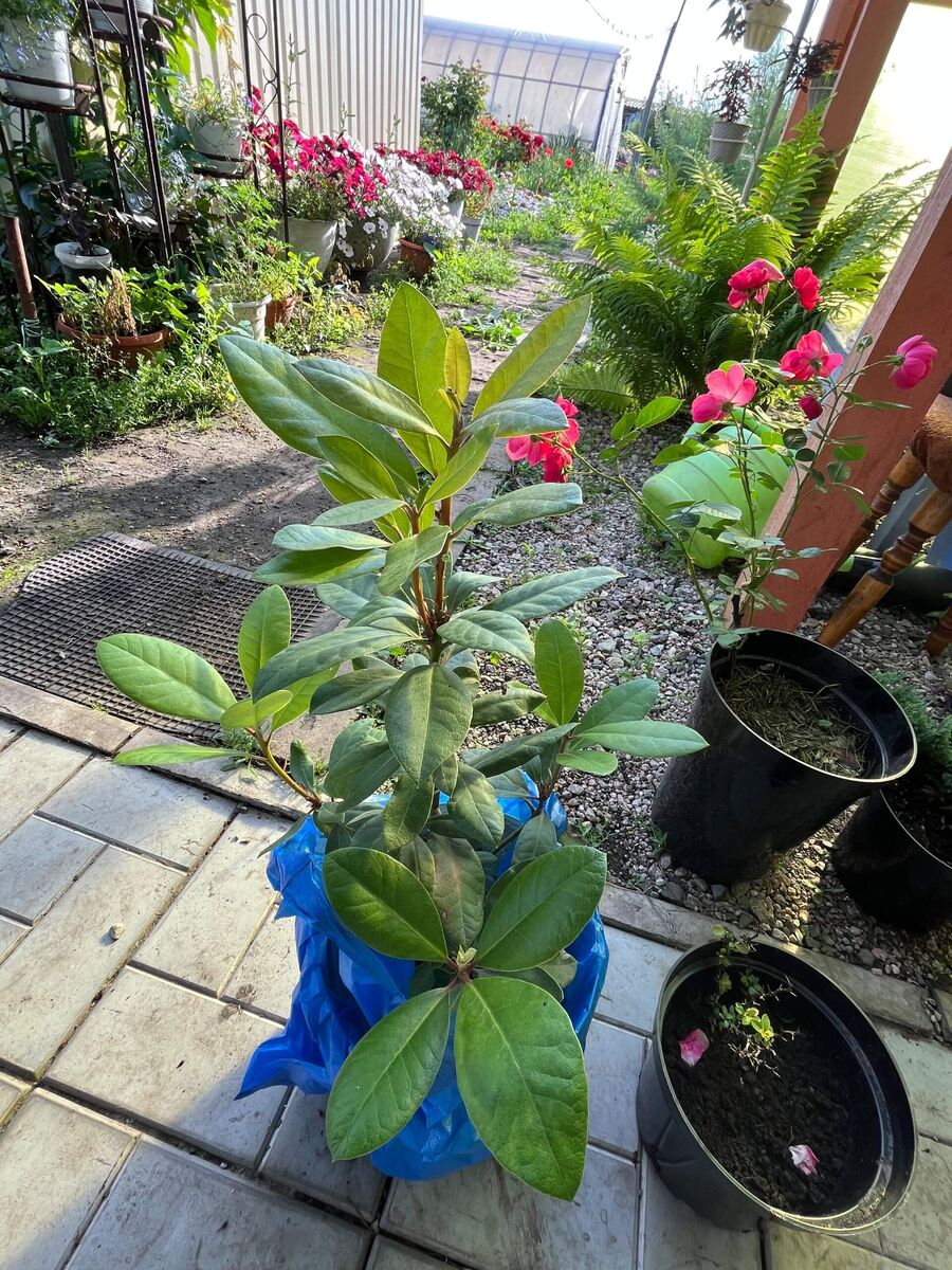 Привезла домой