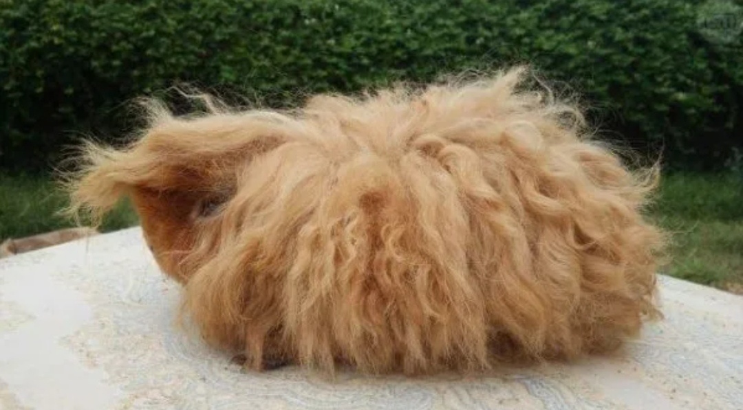 Примерно так выглядит морская свинка Альпака.