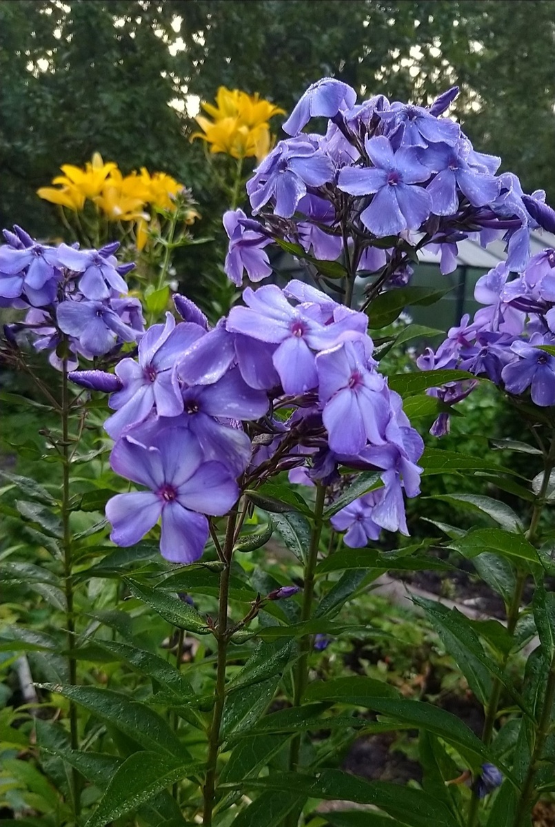 Старый замок утром