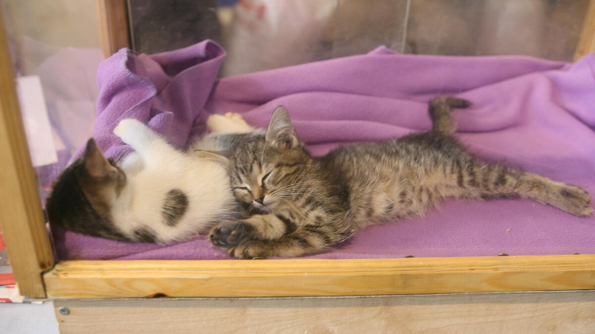    Фото: ИЗВЕСТИЯ/Анатолий Белясов