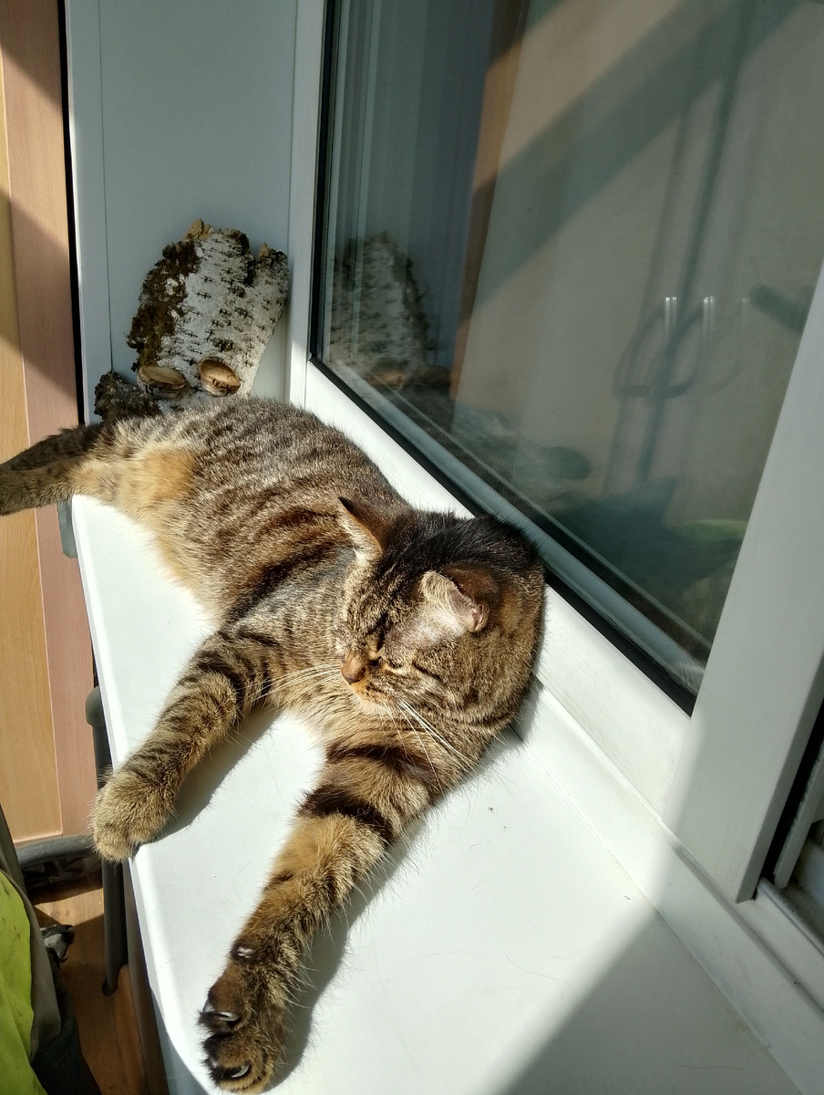 В расслабленно-когтистом состоянии😘, фото автора