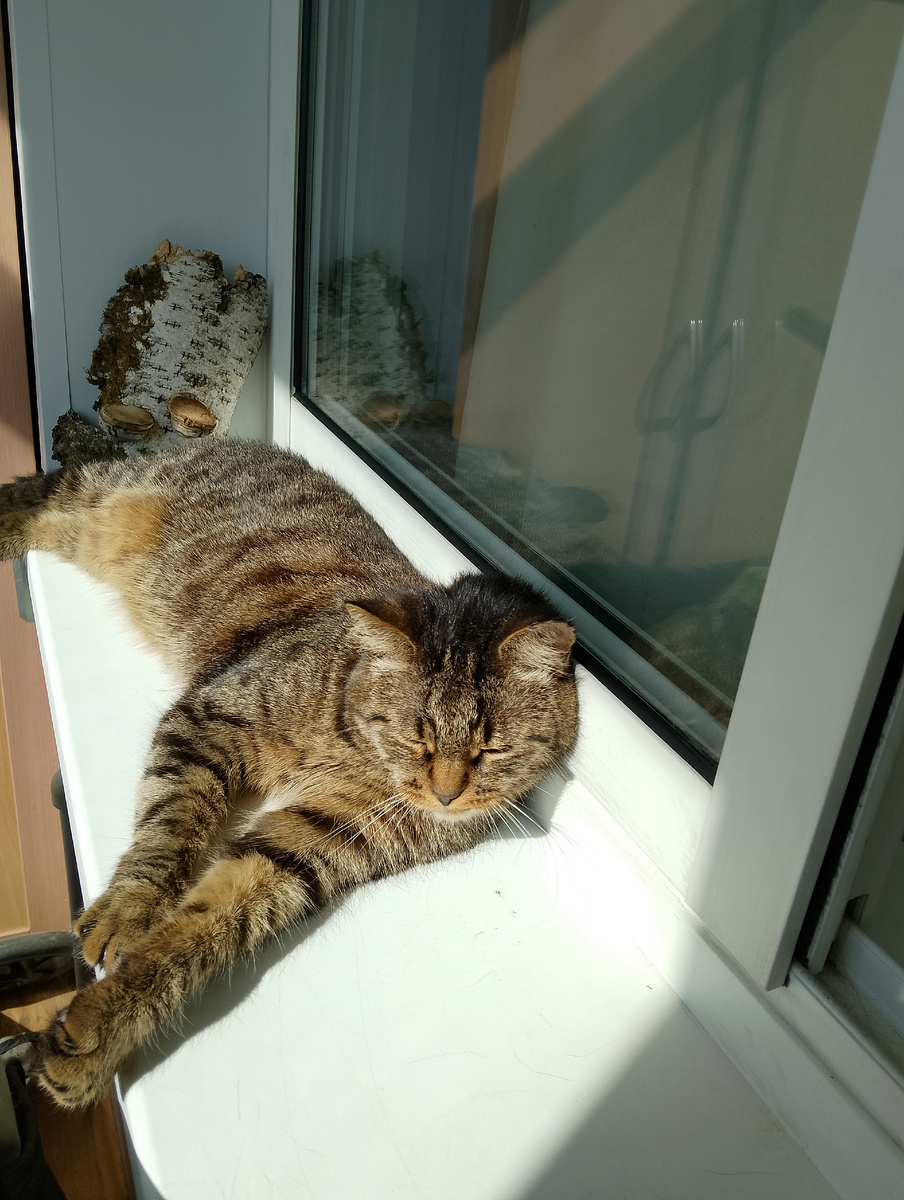 Мой любимец грелся на солнышке, уже перед моим отъездом, фото автора