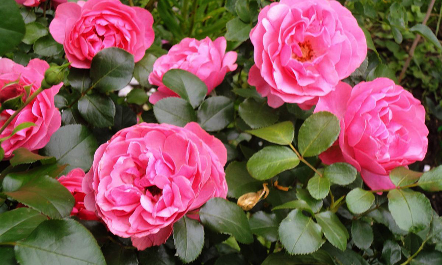 ЧТОБЫ РОЗЫ ЦВЕЛИ И НЕ УВЯДАЛИ, ПОМОЖЕТ СОДА