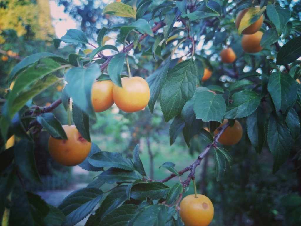     Кирики Мокродырики: приметы и обычаи славян на 28 июля
