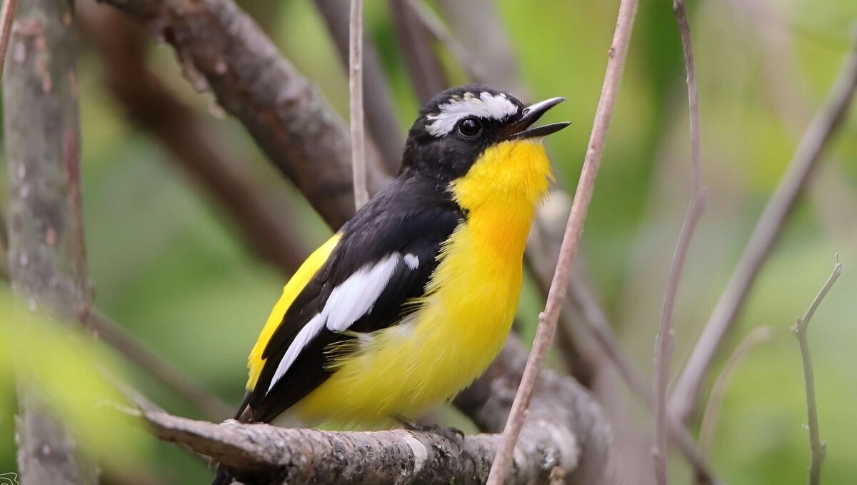     Источник: Заповедник «Комсомольский»