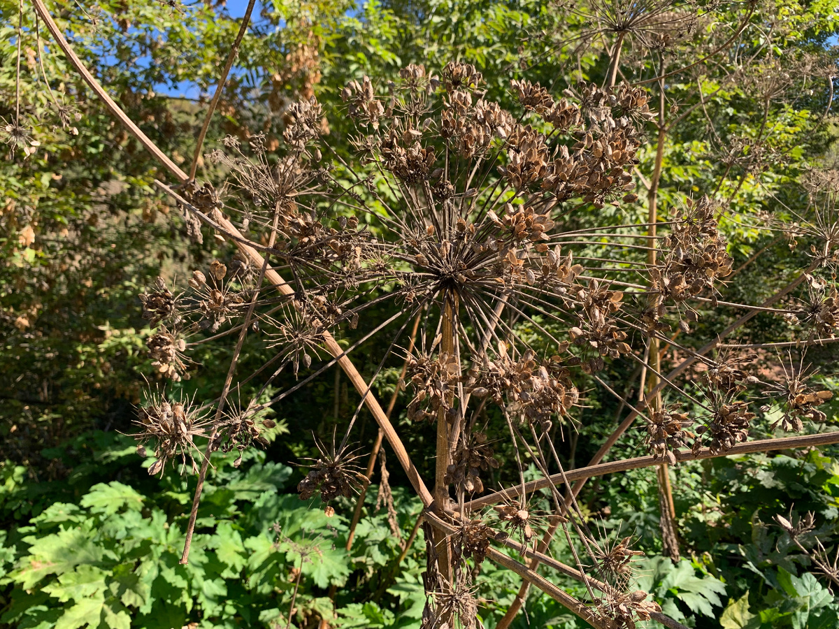 рядом на подходе много борщевика. ещё раз напомню, что трогать его нельзя!