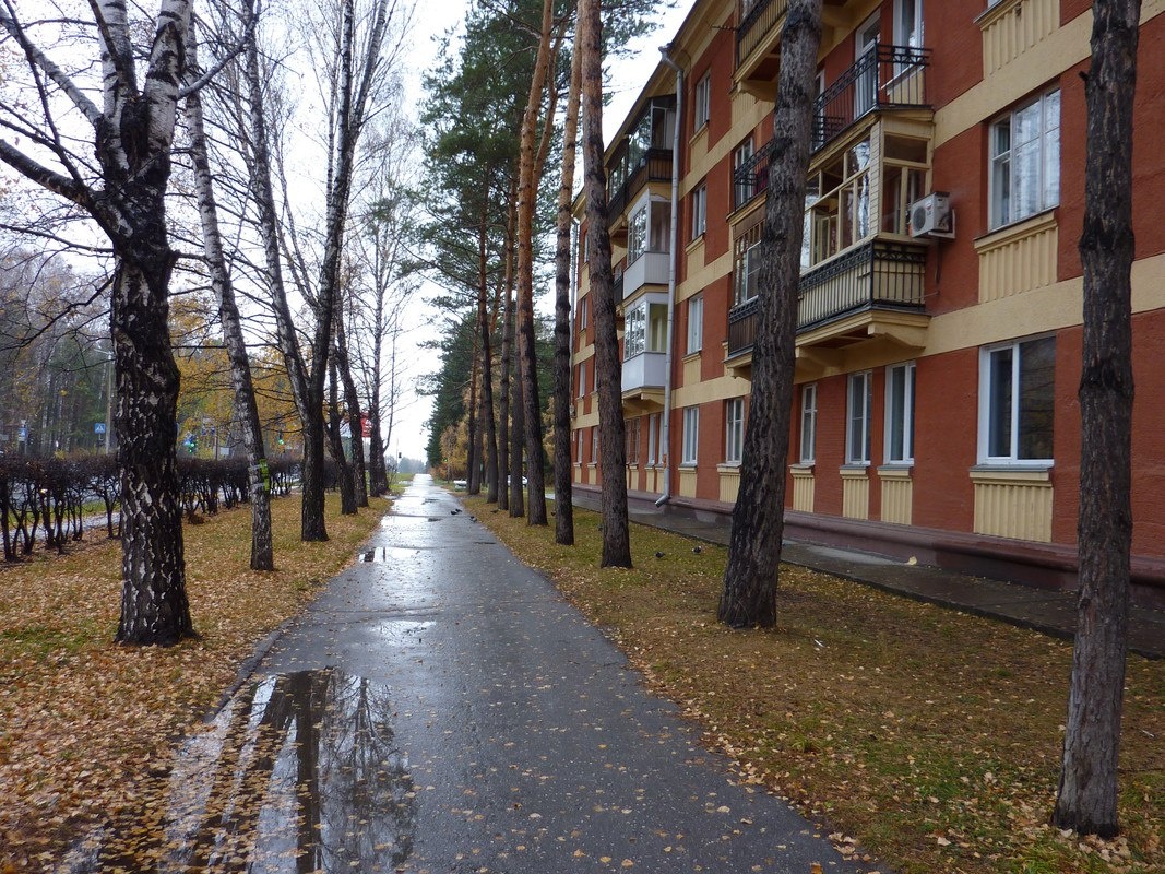 слева березы, справа сосны...