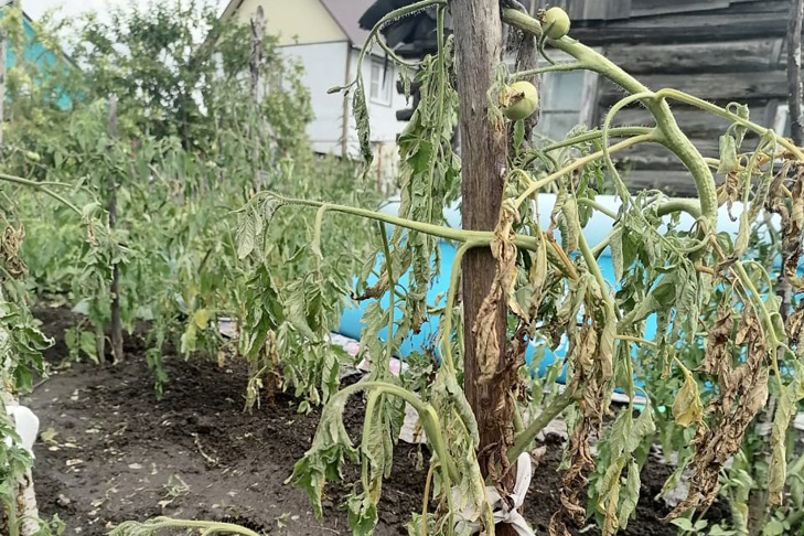    Фото с сайта barvest.ru