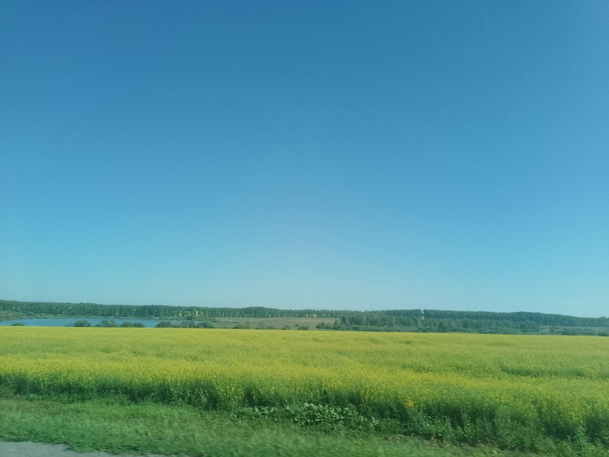 Поле рапса - или на растительное масло, или на корм скоту