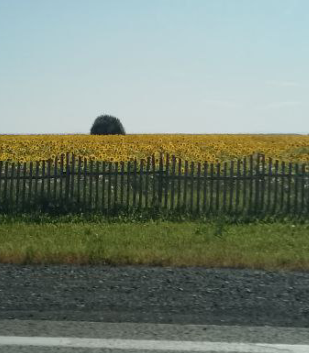 С детства не видела подсолничниковые поля