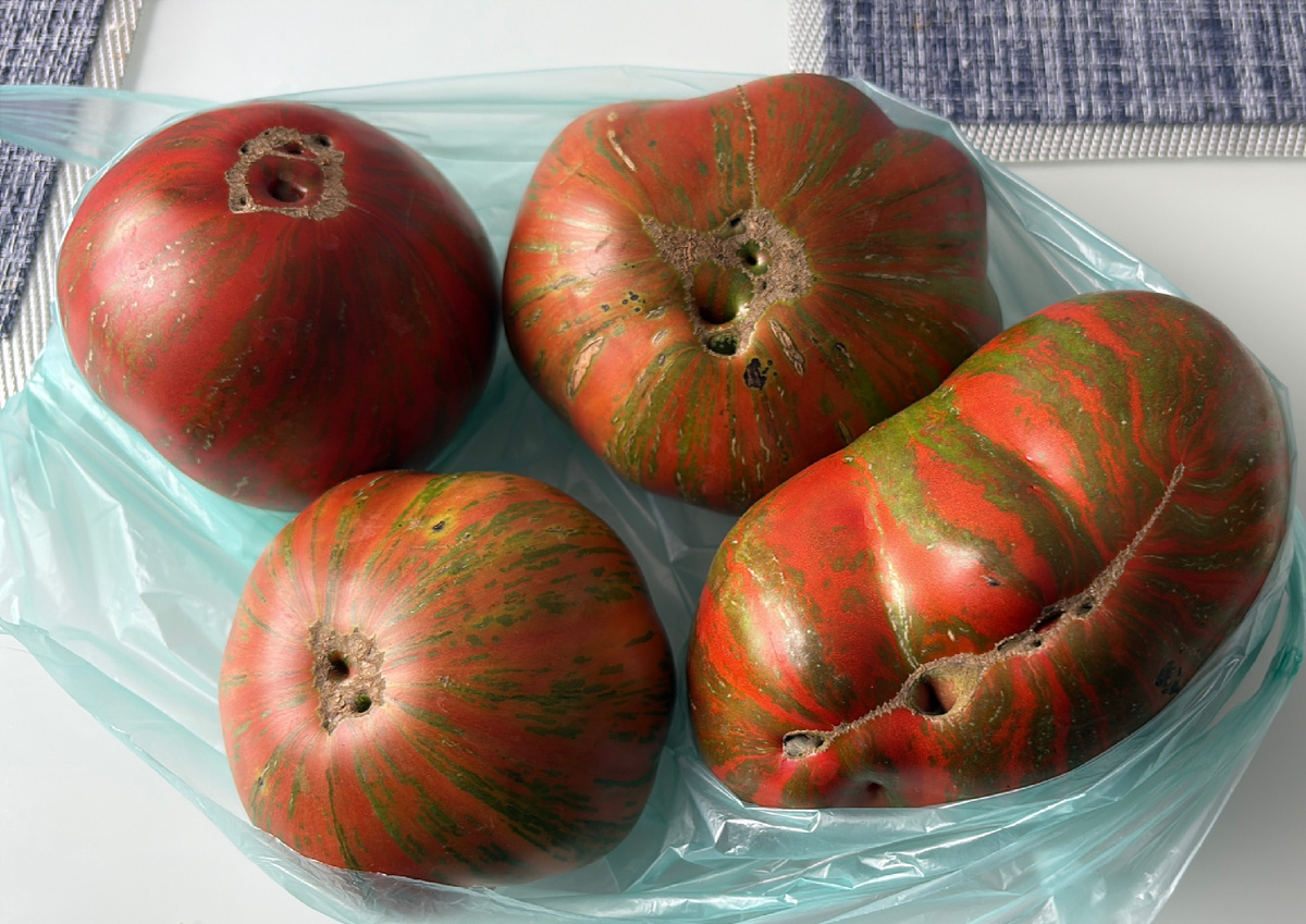 Маршин справа самый крупный, странная вещь девочкиной девочки, Клелия и пересорт Мост над неспокойной рекой в тёмном цвете( второй куст имеет другую, более светлую окраску). 