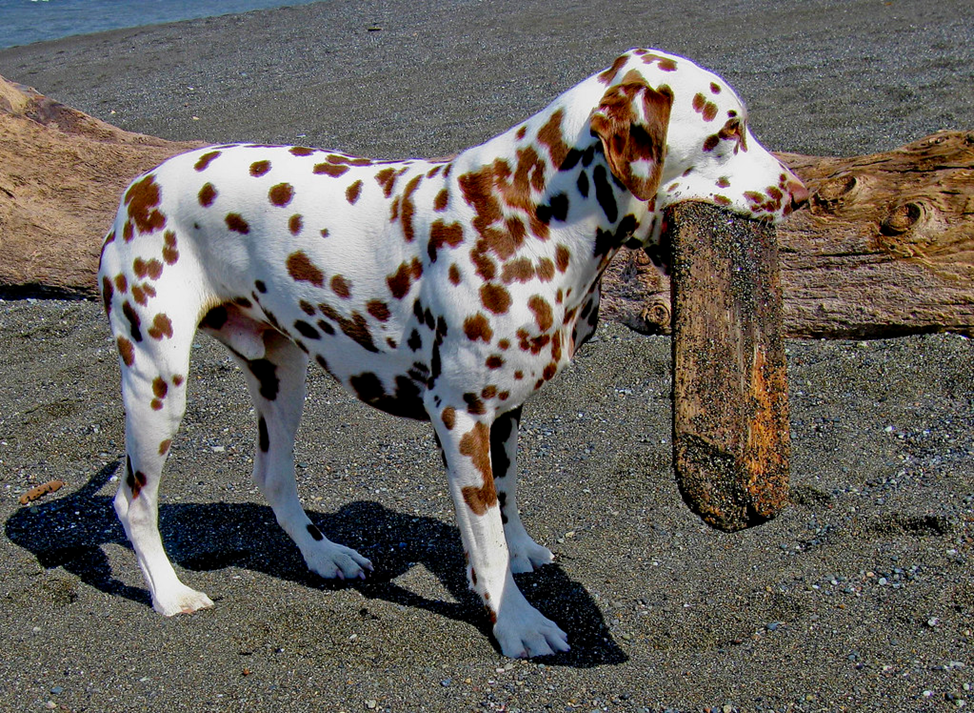 Печёночный далматинец