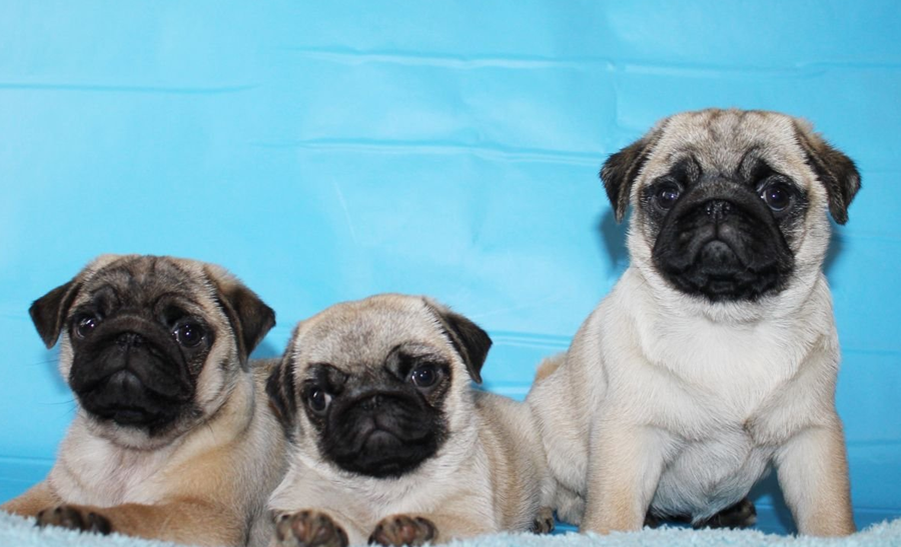 Очаровательная порода собак