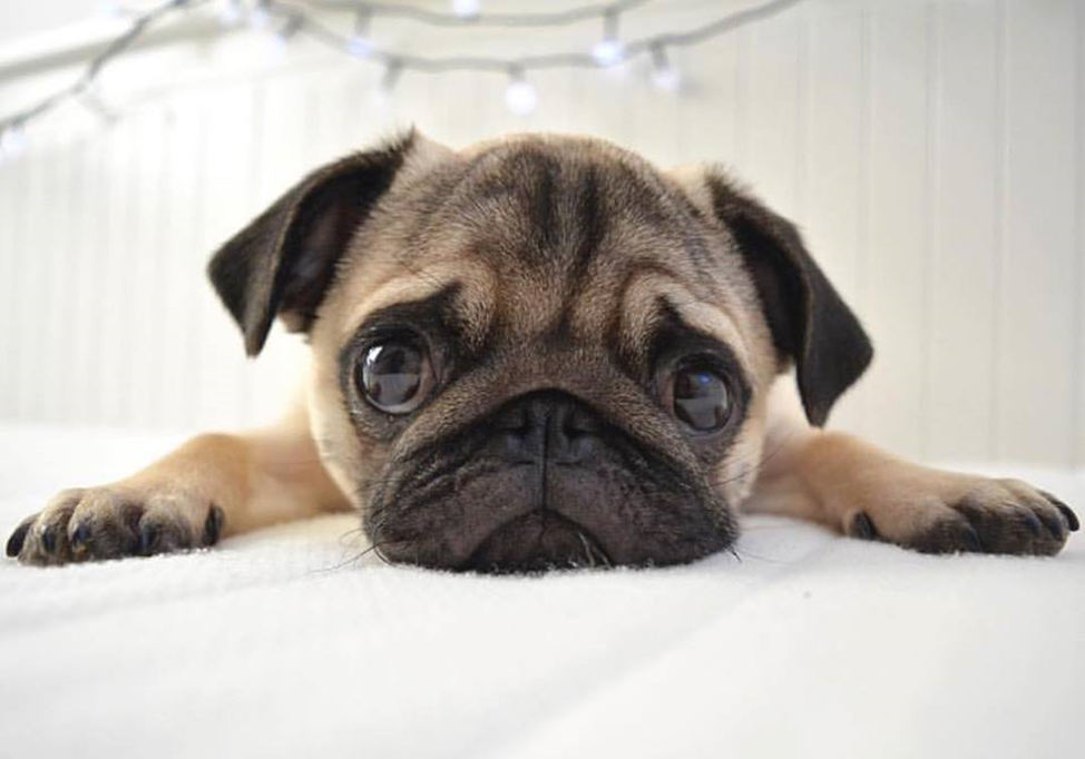 В мыслях мопсика: неужели я не такой уж и красивый?...