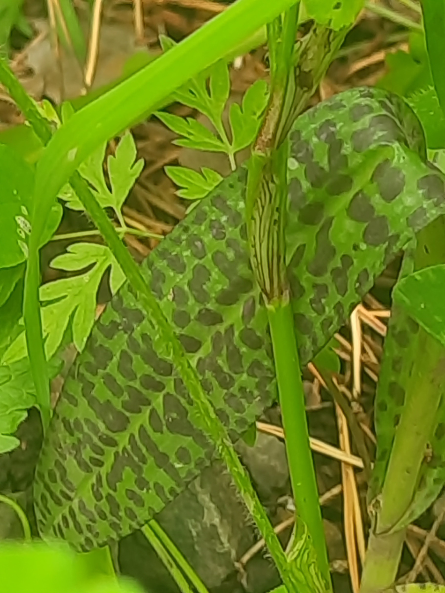 Листья ятрышника