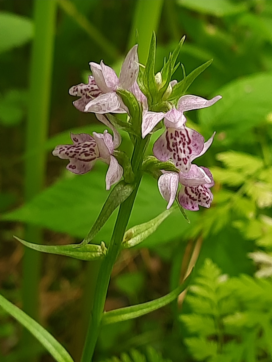 Лесная орхидея