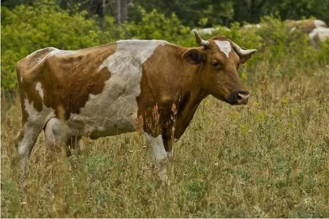 Дело №1. Скотокрады. 